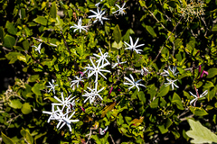 Jasminum multipartitum