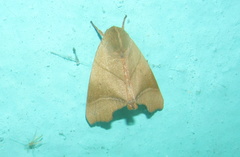 Carea angulata