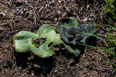 Ledebouria ovatifolia ovatifolia