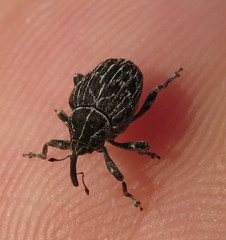 Mogulones geographicus