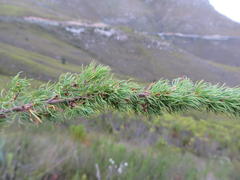 Cliffortia paucistaminea