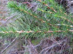 Cliffortia paucistaminea