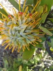Leucospermum praecox