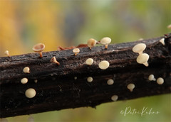 Crocicreas cyathoideum
