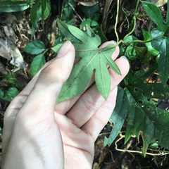 Aristolochia cucurbitifolia