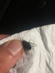 Calliphora uralensis