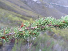 Cliffortia paucistaminea