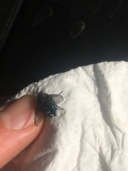 Calliphora uralensis