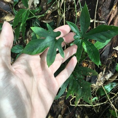 Aristolochia cucurbitifolia