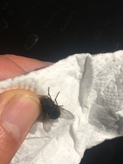 Calliphora uralensis