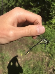 Gomphurus lineatifrons