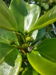 Coussapoa microcarpa