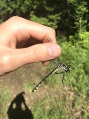 Gomphurus lineatifrons