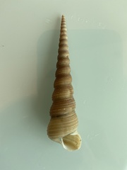 Turritellinella