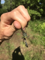 Gomphurus lineatifrons