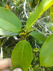 Coussapoa microcarpa