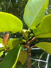 Coussapoa microcarpa