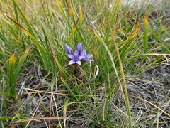 Gentianella bulgarica