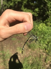 Gomphurus lineatifrons