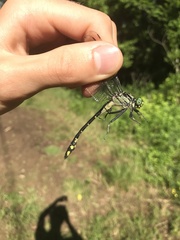 Gomphurus lineatifrons