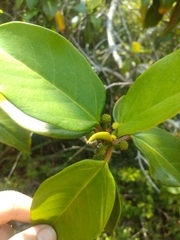 Coussapoa microcarpa