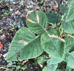 Cosmopterix lespedezae