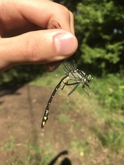 Gomphurus lineatifrons