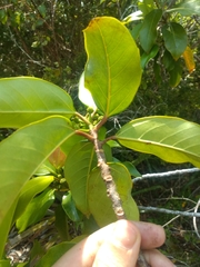 Coussapoa microcarpa