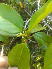 Coussapoa microcarpa