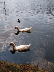 Anas platyrhynchos domesticus