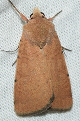 Xestia kermesina