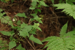 Persicaria thunbergii