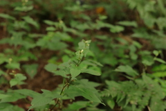 Persicaria thunbergii