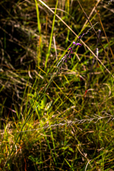 Polygala hottentotta