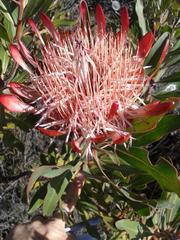 Protea susannae