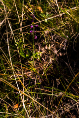 Polygala hottentotta