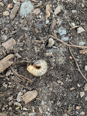Scarabaeidae