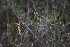 Calobota cytisoides