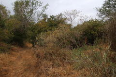 Calobota cytisoides