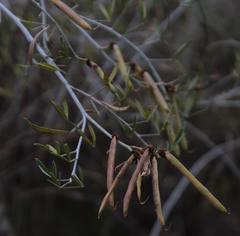 Calobota cytisoides