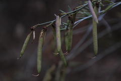 Calobota cytisoides