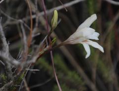 Tritonia flabellifolia
