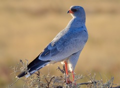 Pale Chanting-Goshawk - Photo (c) joggie, some rights reserved (CC BY-NC)