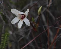 Tritonia flabellifolia