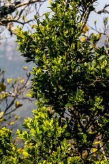 Robsonodendron eucleiforme