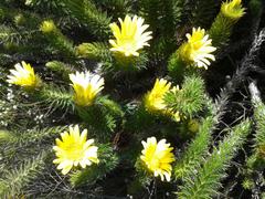 Cullumia carlinoides