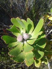 Leucospermum praecox