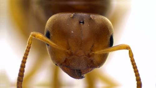 Lasius brevicornis
