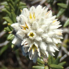 Phylica propinqua
