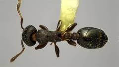 Temnothorax schaumii